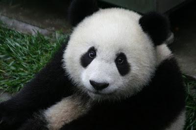La identidad del panda