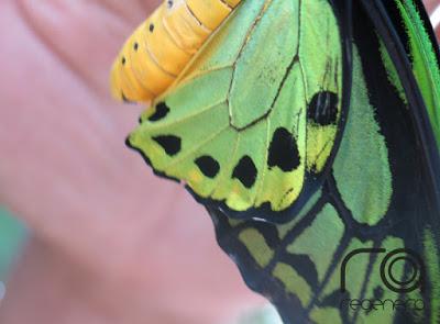 Mariposario en Singapur