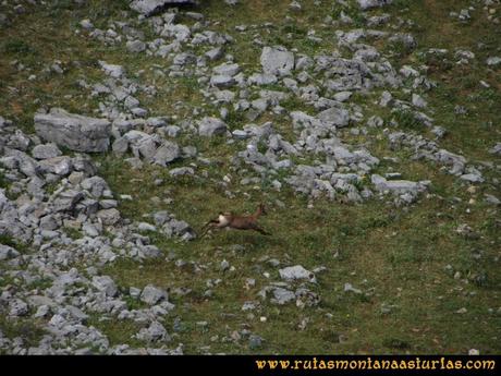 Ruta Ventaniella, Ten y Pileñes: Rebeco en la zona de Pileñes