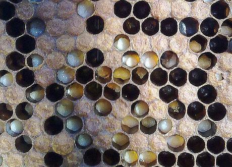 ¿QUE SABEMOS DE SANIDAD APICOLA? - WHAT WE KNOW OF HEALTH OF THE BEEHIVE?