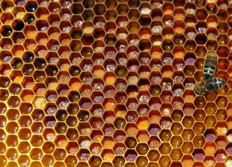 ¿QUE SABEMOS DE SANIDAD APICOLA? - WHAT WE KNOW OF HEALTH OF THE BEEHIVE?