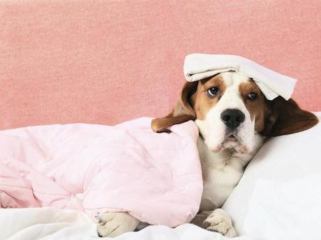 Las 10 preguntas mas comunes sobre la Leishmaniasis en perros