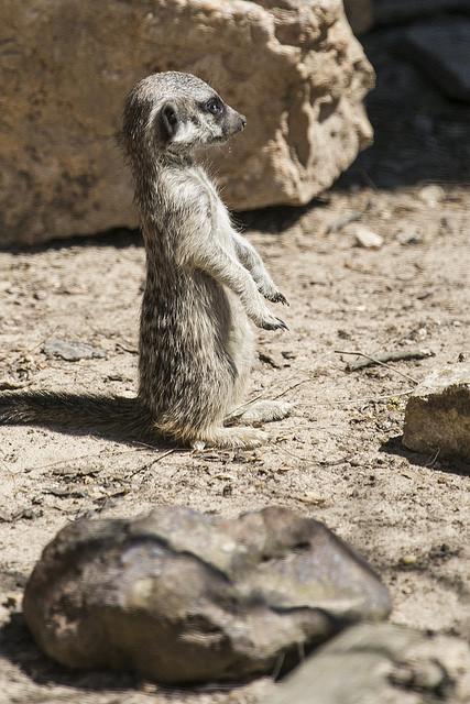 Suricatas en Parque de Cabárceno