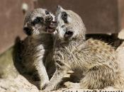 Cabárceno: Suricatas