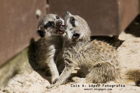 Cabárceno: Suricatas