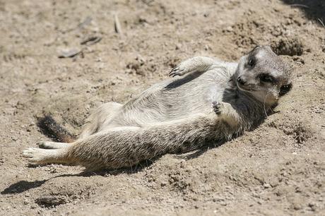 Suricatas en Parque de Cabárceno