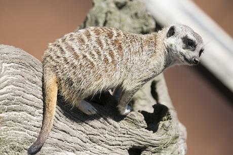 Suricatas en Parque de Cabárceno
