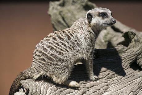 Suricatas en Parque de Cabárceno
