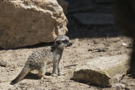 Suricatas en Parque de Cabárceno
