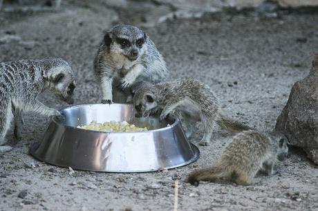 Suricatas en Parque de Cabárceno