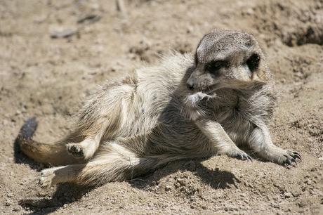 Suricatas en Parque de Cabárceno