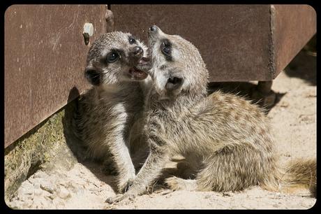 Suricatas en Parque de Cabárceno