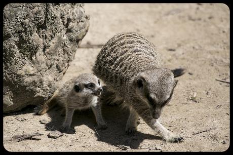 Suricatas en Parque de Cabárceno