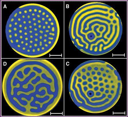 Alumnos de la UNAM logran medalla de oro en biología sintética