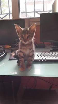 Las mascotas y nuestra salud.