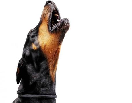 ¿Porque aúllan los perros? | Conoce las 8 razones principales