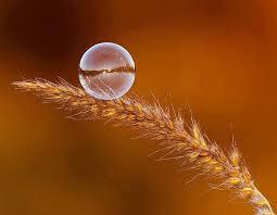 El simbolismo del trigo