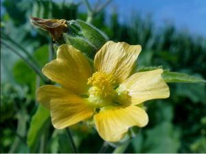 detalle flor abutilon