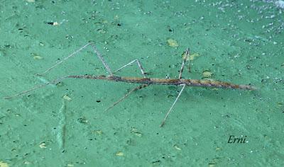 AMIGOS CONCIENCIADOS