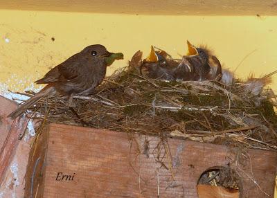 AMIGOS CONCIENCIADOS