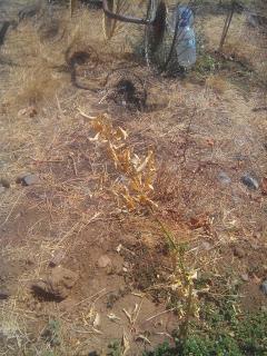 El brotar de los naranjos