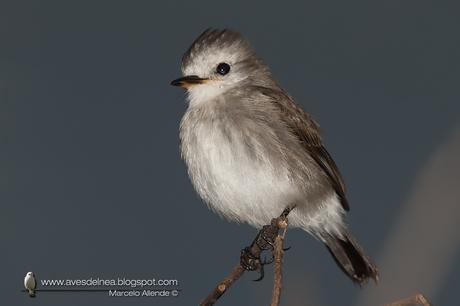 Lavandera (White-headed marsh-Tyrant) Arundinicola leucocephala