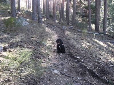 Collado Albo desde Camorritos, Sierra de Guadarrama (Cercedilla) 9-3-14