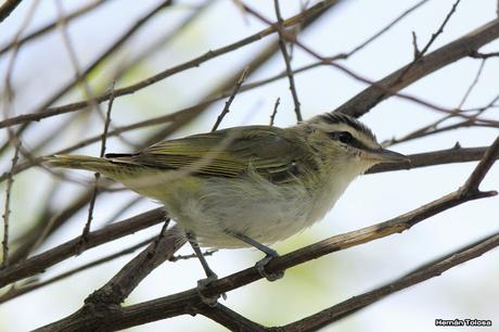 Chiví común (Vireo olivaceus)