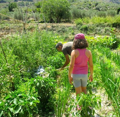 La Huerta, verdura fresca, turismo rural, casa rural, alpatró, vall de la gallinera, casita de baix, el castellot, blog solo yo, solo yo, blog diario