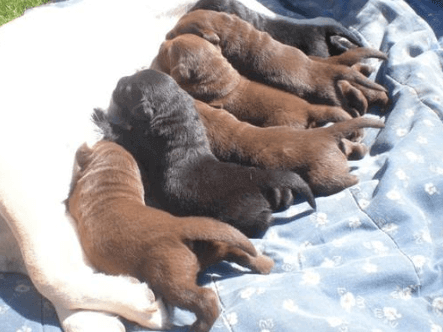 ¿Sabes por que los perros mueven la cola? Conoce las 6 razones principales