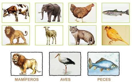 repaso de los animales