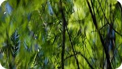 Áreas naturales protegidas de la provincia de Misiones.