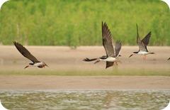 El Parque Provincial Puerto Esperanza preserva la última franja de monte nativo de la región.