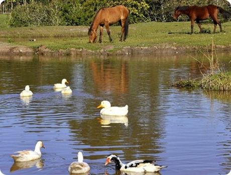 El Parque Provincial Puerto Esperanza preserva la última franja de monte nativo de la región.