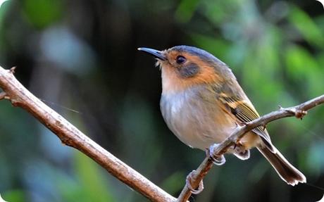 El Parque Provincial Puerto Esperanza preserva la última franja de monte nativo de la región.