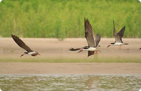 El Parque Provincial Puerto Esperanza preserva la última franja de monte nativo de la región.