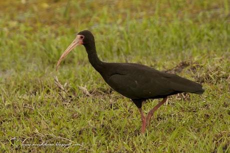 Cuervillo cara pelada ( Bare-faced Ibis ) Phimosus infuscatus