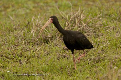 Cuervillo cara pelada ( Bare-faced Ibis ) Phimosus infuscatus
