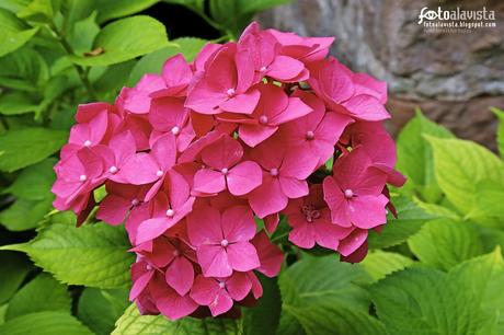 Girasoles azorados. Fotografía creativa - Fotografía artística