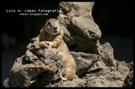 Cabárceno: Perritos de la pradera