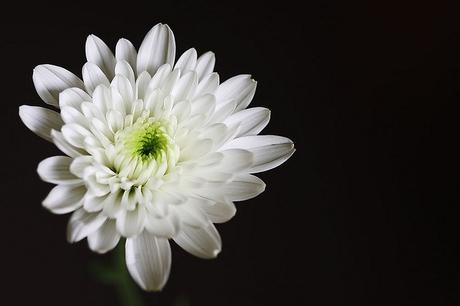 Crisantemo blanco: la flor de la honestidad.