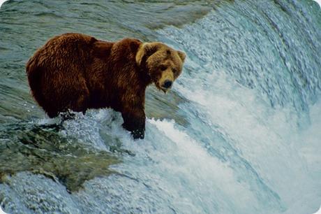 Katmai es una de las mejores áreas, a nivel mundial, para observar osos pardos.