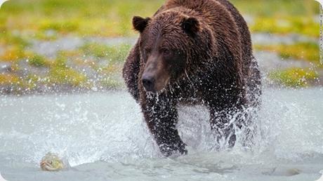 Katmai es una de las mejores áreas, a nivel mundial, para observar osos pardos.