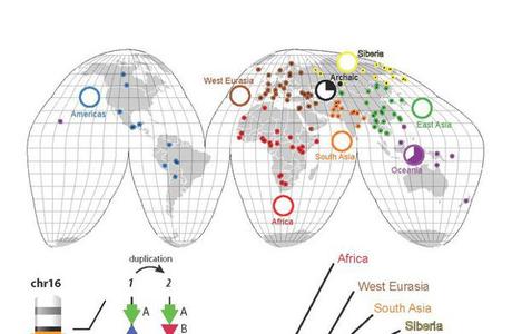 Secuenciación del genoma humano y la historia de la evolución humana
