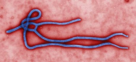 El biobanco del ébola