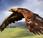 Águila ataca rompe pedazos Drone aire