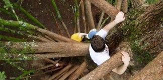 Trepar un árbol podría mejorar las habilidades cognitivas 4 formas de practicar la curiosidad diariamente