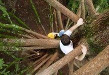Trepar un árbol podría mejorar las habilidades cognitivas 4 formas de practicar la curiosidad diariamente