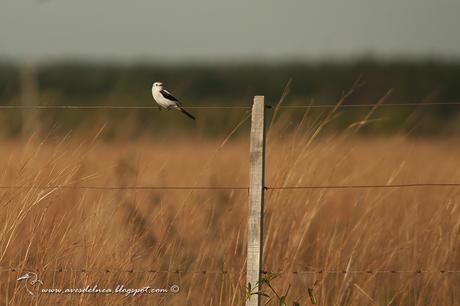 Monjita dominica (Black-and-white Monjita) Xolmis dominicanus