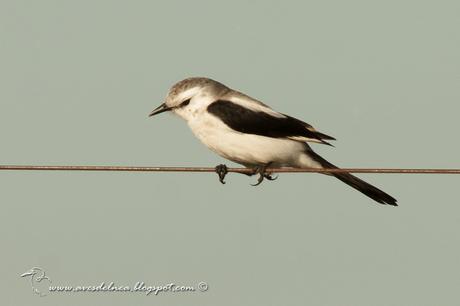 Monjita dominica (Black-and-white Monjita) Xolmis dominicanus